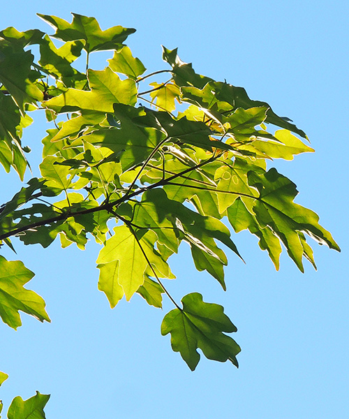 Green leaves in the sun